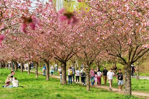 テレビ朝日さくら平和通り