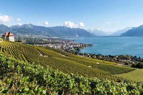 世界遺産・ラヴォー地区のブドウ段々畑