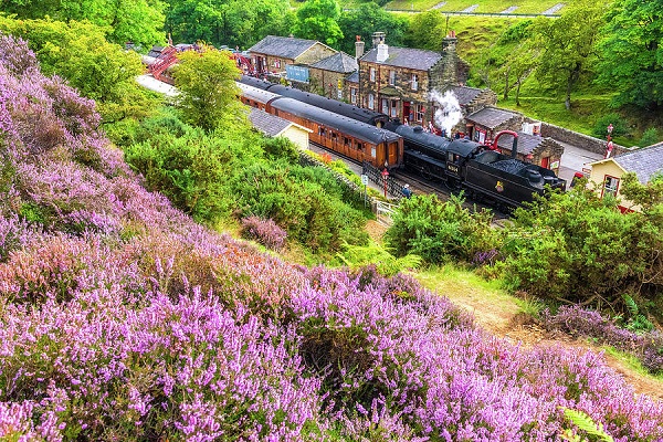 ノースヨークムーア鉄道とヒースの花